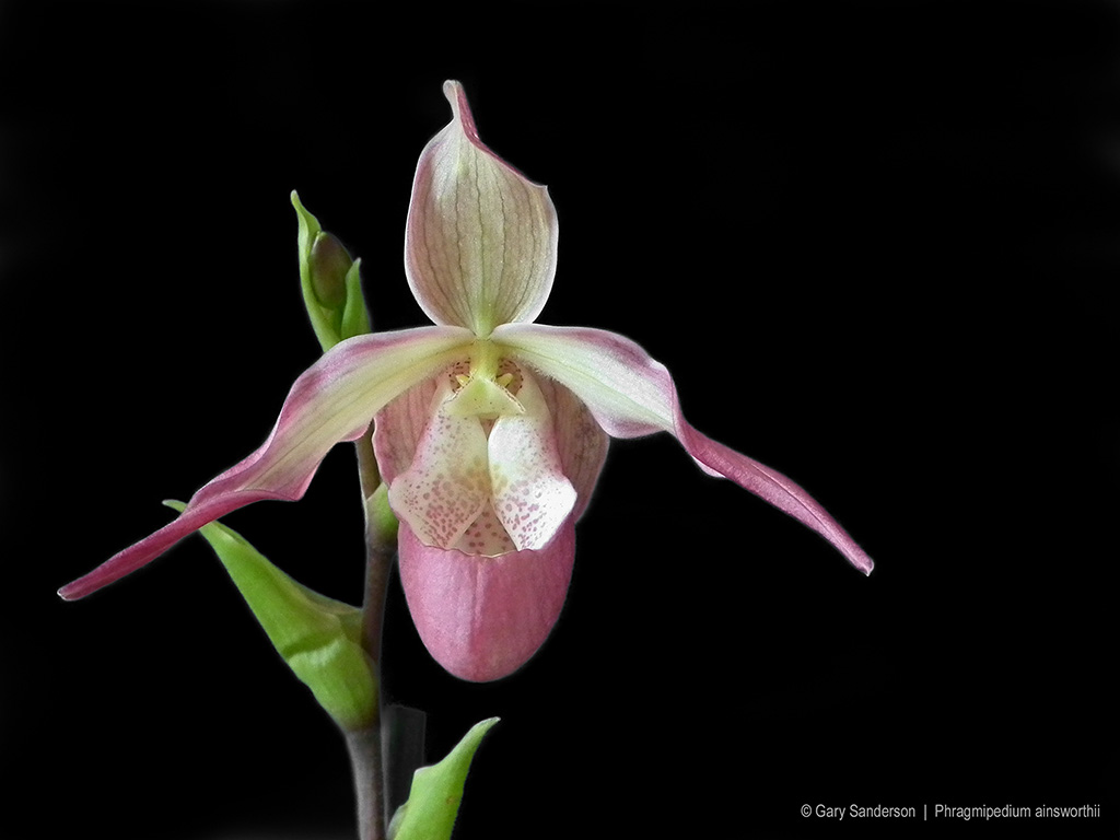 Phrag. Ainsworthii | Slippertalk Orchid Forum